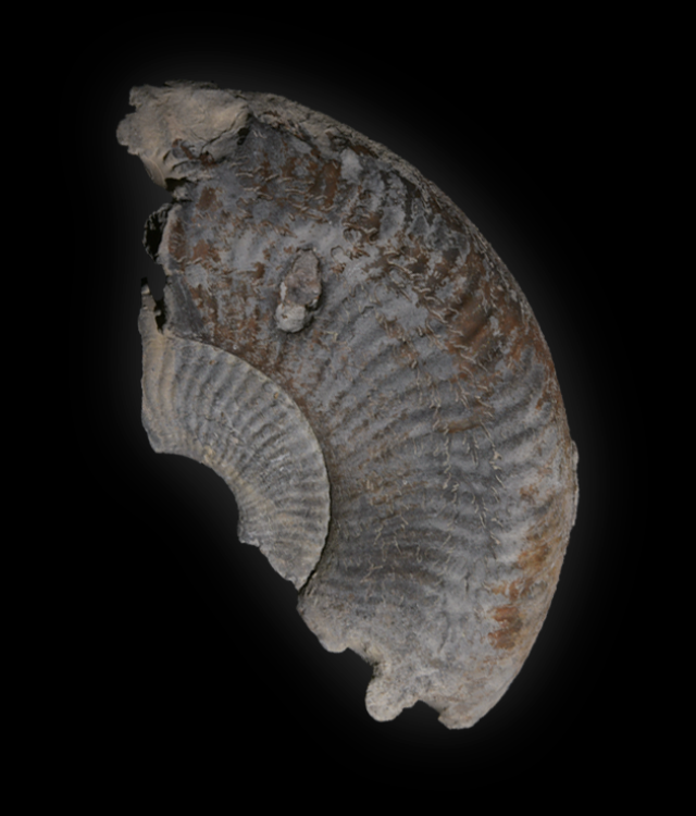 RTI Truvis Authentica archeology photography broncolor scope d50